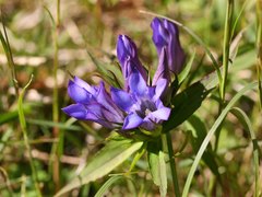 Gentiana scabra buergeri