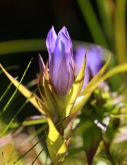 Gentiana scabra buergeri