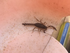 Bothriurus coriaceus