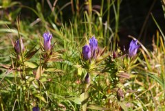 Gentiana scabra buergeri