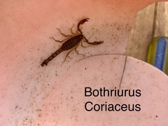 Bothriurus coriaceus