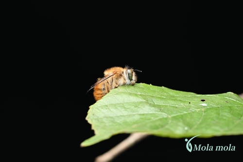 Habropoda bucconoides