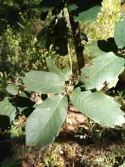 Quercus polymorpha
