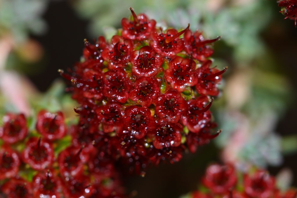 Darwinia chantiae