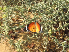 Danaus chrysippus