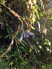 Lestes temporalis