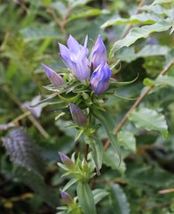 Gentiana scabra buergeri
