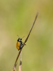 Labidostomis