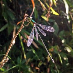 Lestes temporalis