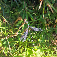 Lestes temporalis