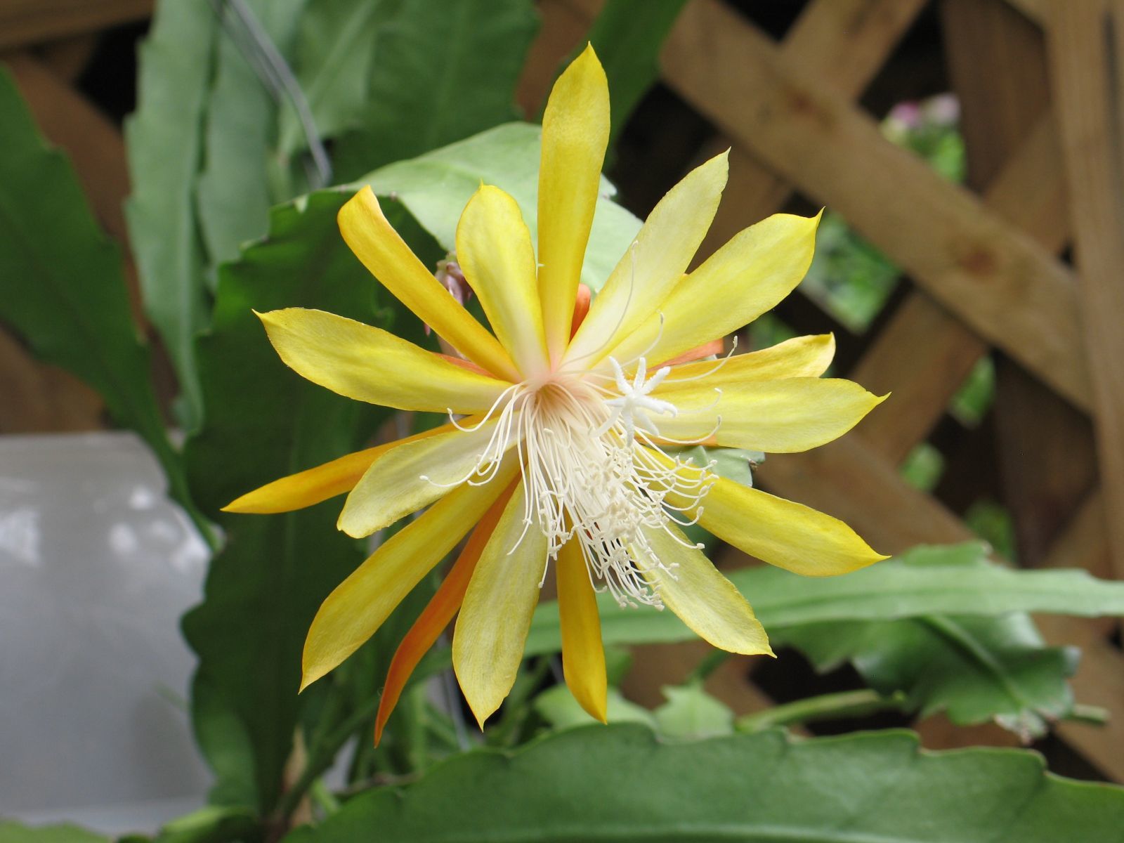 Disocactus macranthus