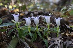 Gentiana scabra buergeri