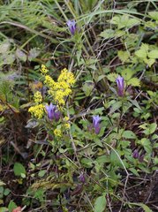Gentiana scabra buergeri