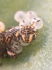 Pentatomidae