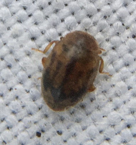 Round-keeled Rhyzobius