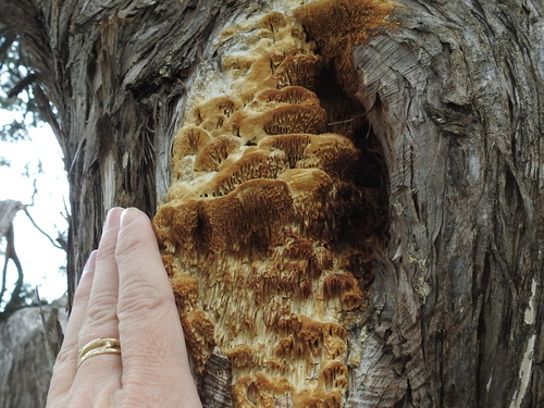 Fomitopsis juniperina