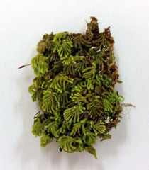 Catharomnion ciliatum