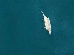 Tropidomantis gressitti