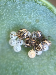 Pentatomidae