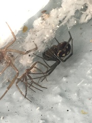 Steatoda grossa