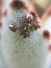Pentatomidae