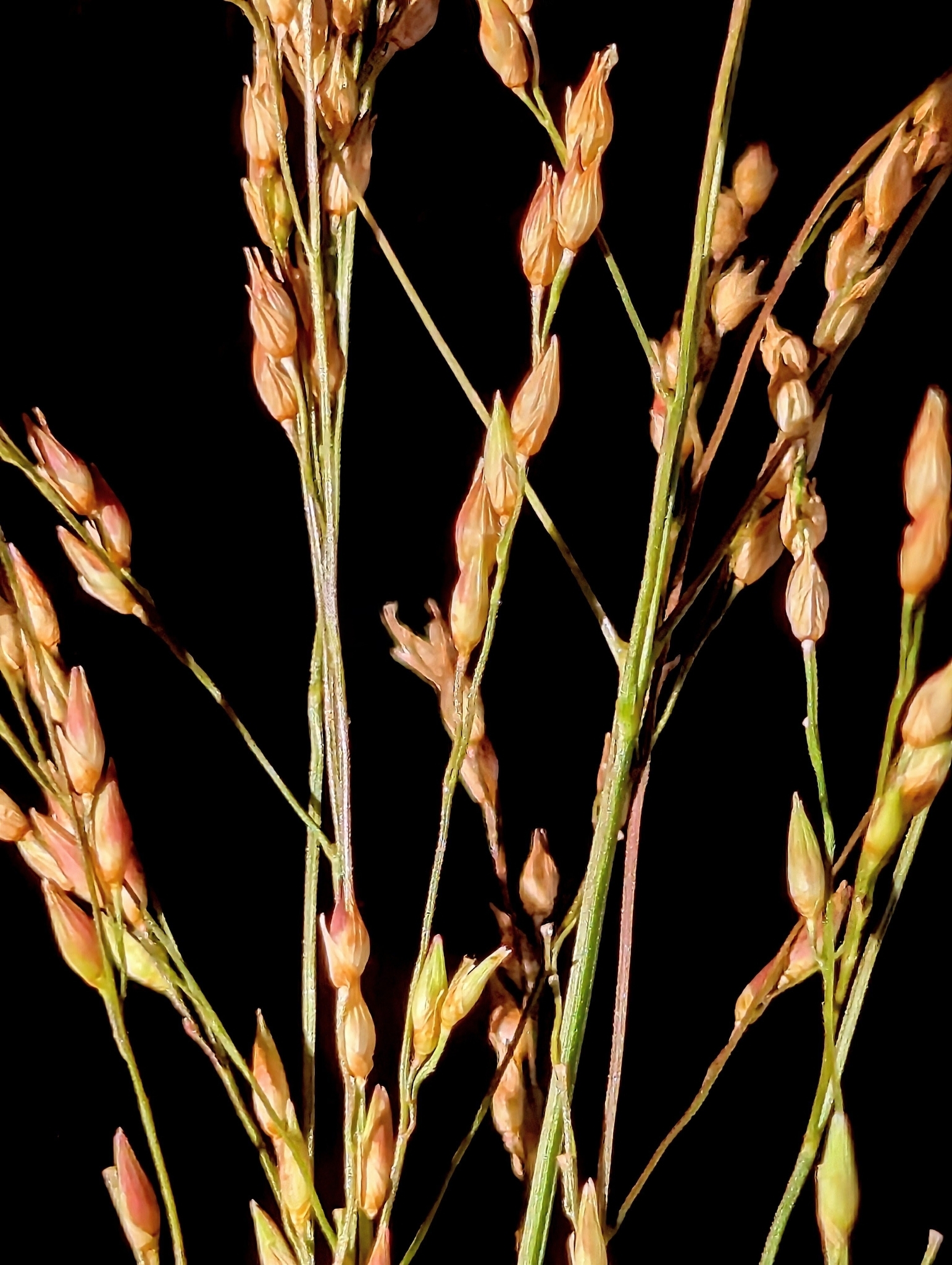 Panicum hirticaule var. verrucosum