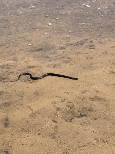Red-bellied Black Snake sighting