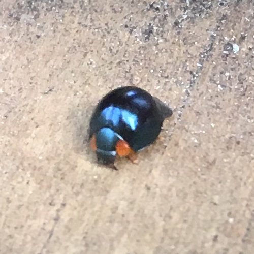Metallic Blue Lady Beetle photo 5