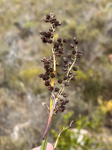 Kouga Fountainreed (Cannomois scirpoides)