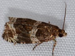 Olethreutes valdanum