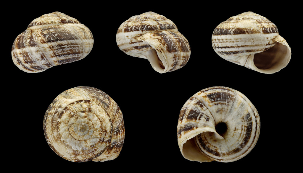 Xerocrassa