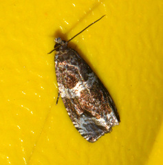 Olethreutes valdanum