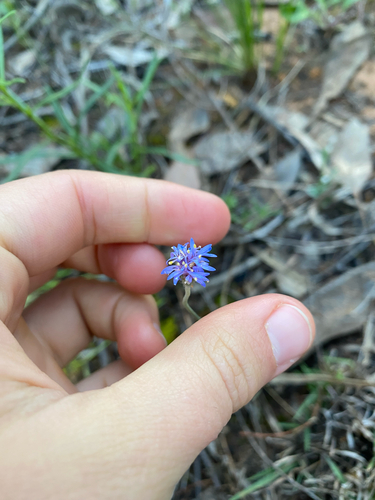 blue pincushion