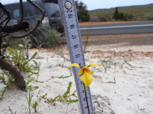 Diuris laevis observed 2025-10-14