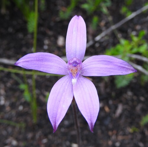 X Cyanthera