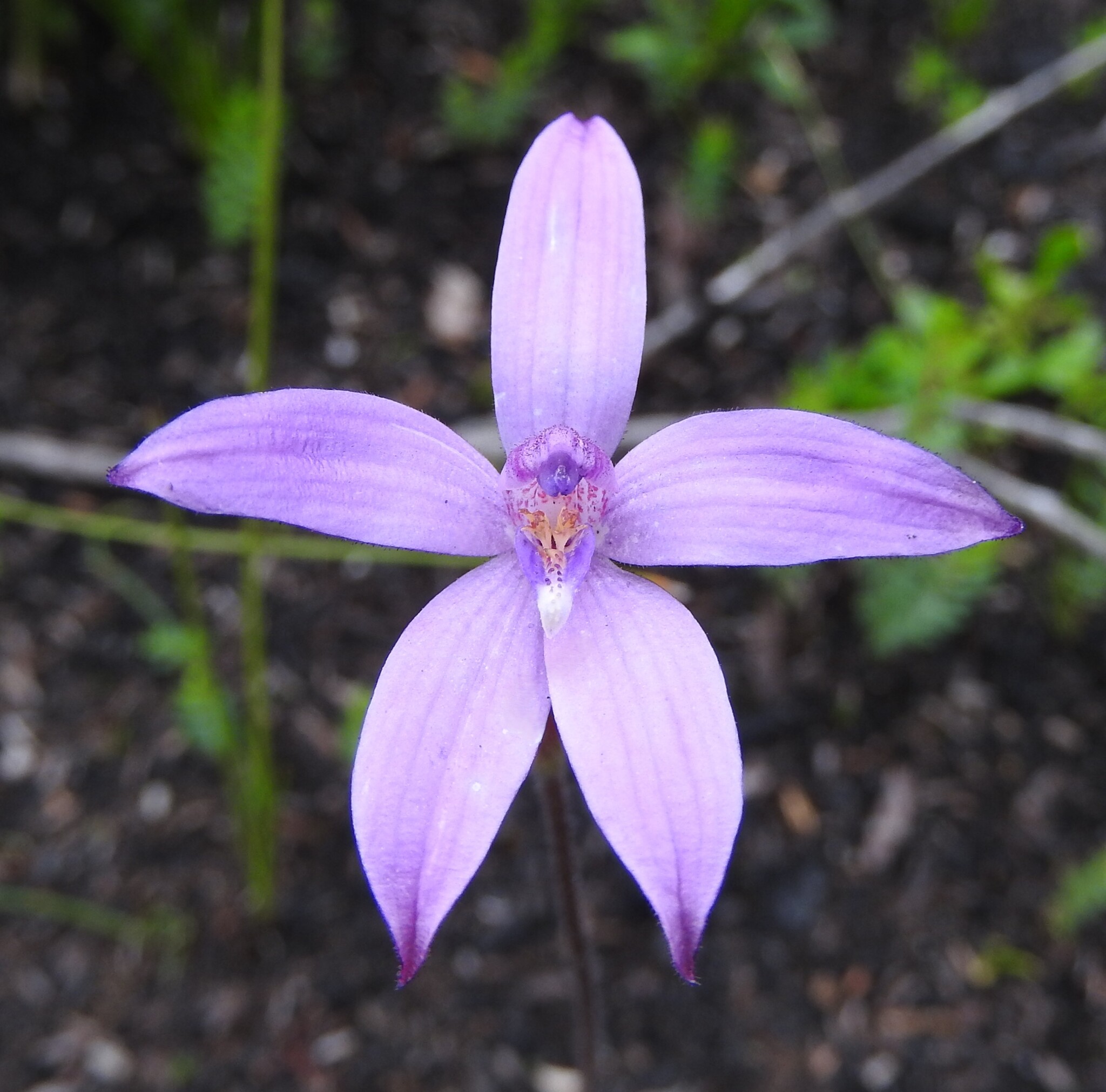 X Cyanthera