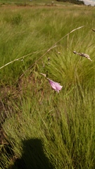 Dierama mossii