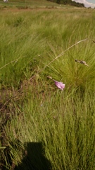 Dierama mossii