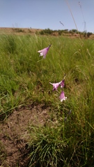 Dierama mossii