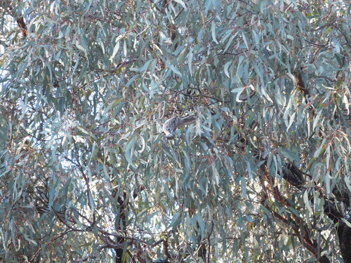 Striped Honeyeater