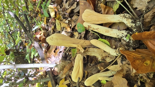 common club coral fungus