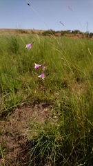 Dierama mossii