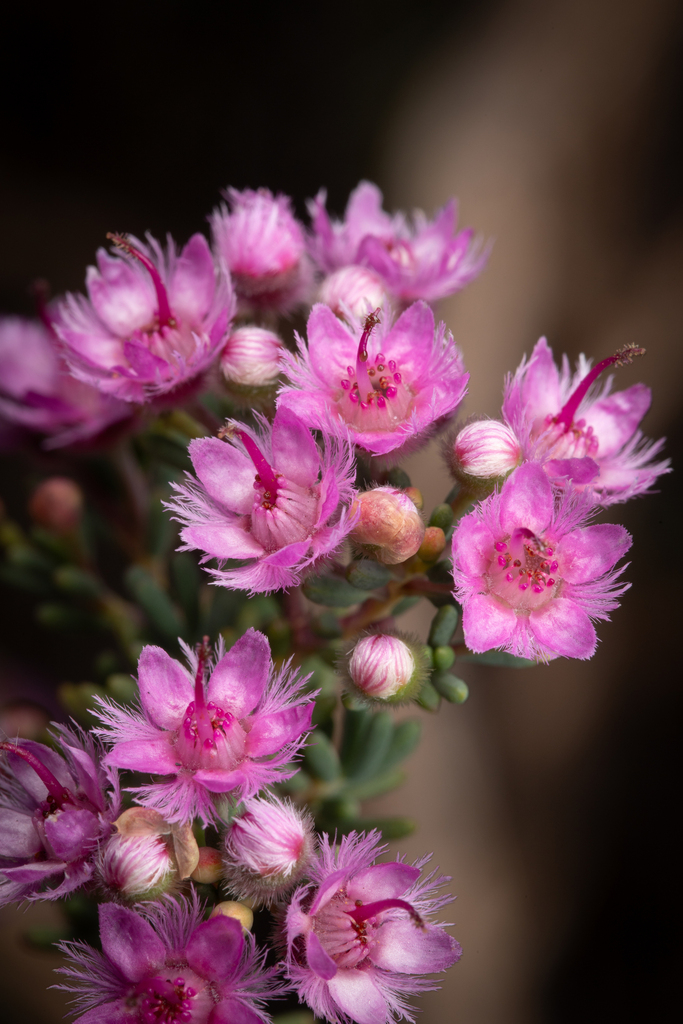 Verticordia stenopetala