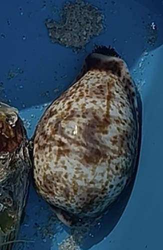 Cypraea lentiginosa observed 2025-10-12