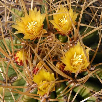 Ferocactus reppenhagenii