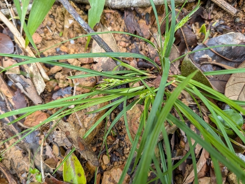 Carex rhynchachaenium iNat (3)