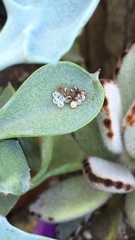 Pentatomidae