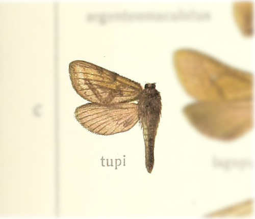 Tricladia tupi