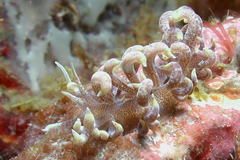 Phyllodesmium macphersonae
