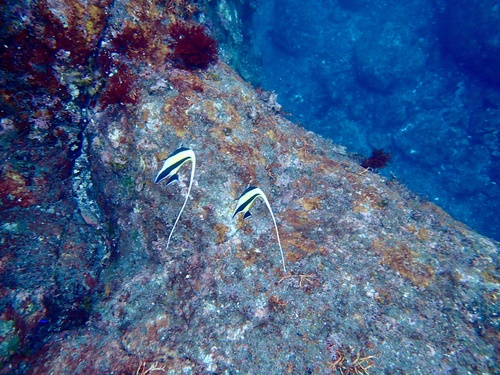 Zanclus cornutus